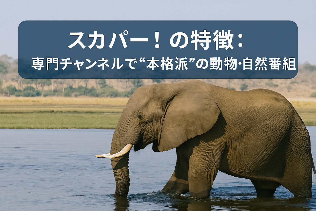 U-NEXTの特徴:NHKやBBC、キッズ向けまで圧倒的ラインナップ